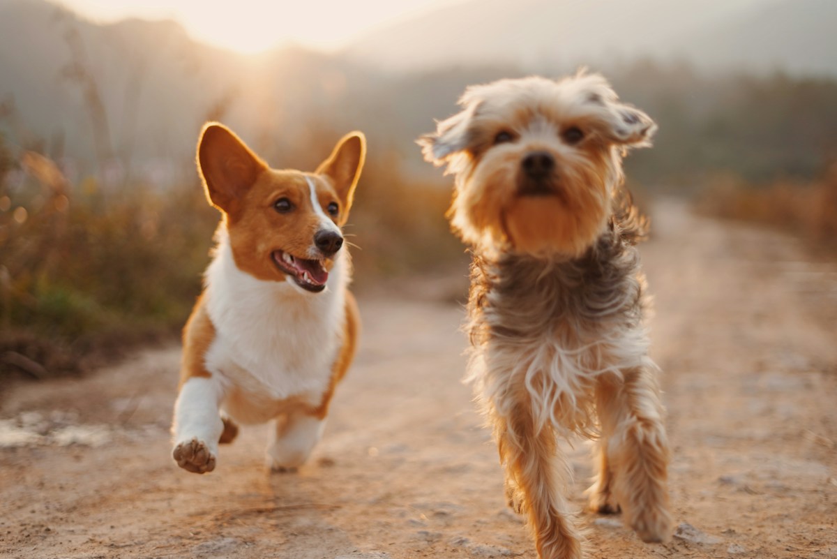 Two dogs running together along a woodland path