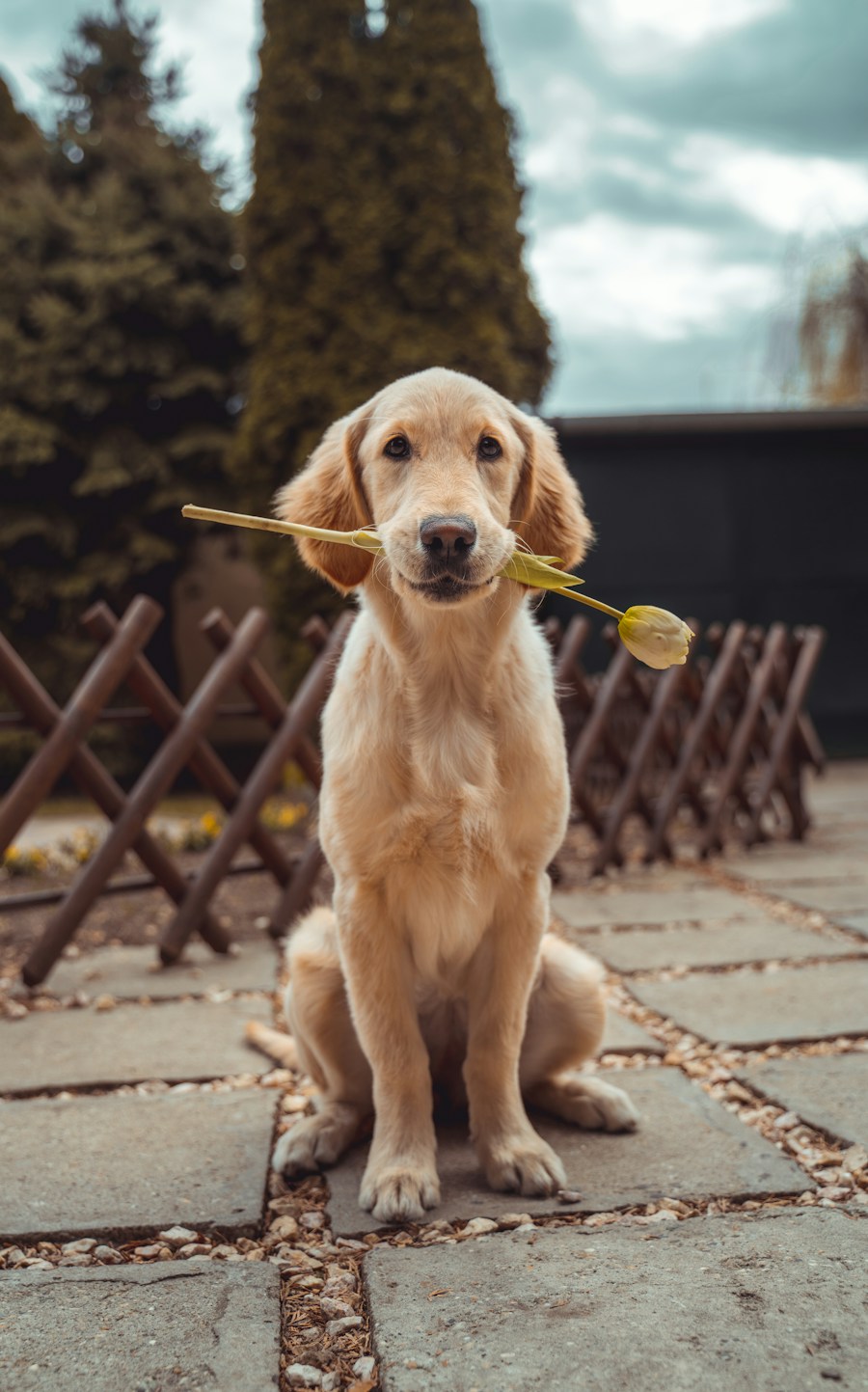 An attentive golden retriever looking up